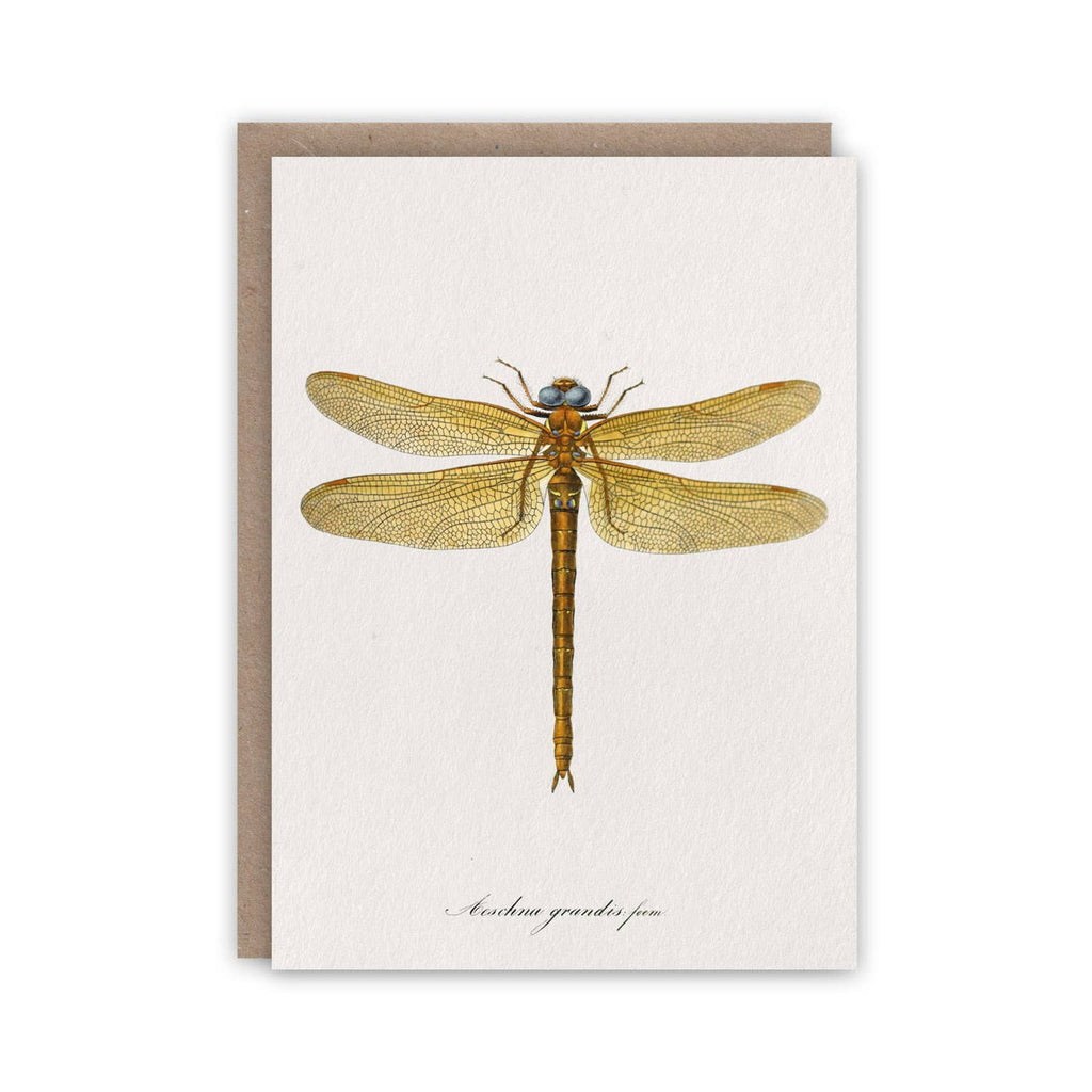 Ensemble de cartes de correspondance Libellule Charpentier