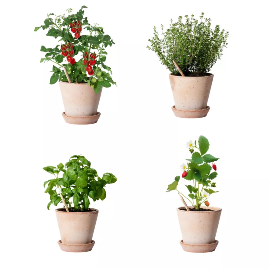 Pack de 3 crayons à planter