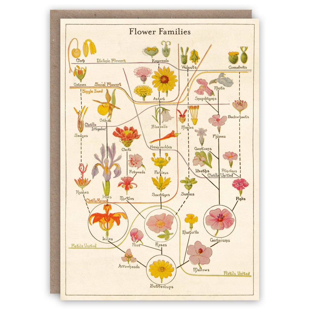 Familles de fleurs