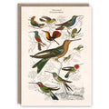 Oiseaux colibris